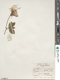 Rhododendron periclymenoides image