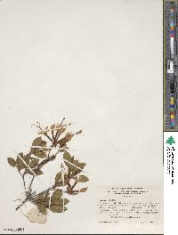 Rhododendron periclymenoides image