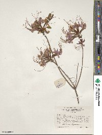 Rhododendron periclymenoides image