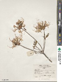 Rhododendron periclymenoides image