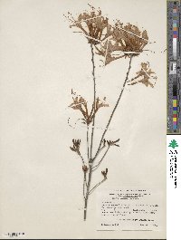 Rhododendron atlanticum image