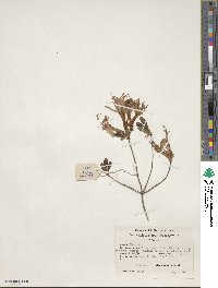 Rhododendron atlanticum image