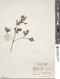 Rhododendron atlanticum image