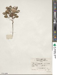 Rhododendron atlanticum image