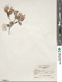 Rhododendron atlanticum image