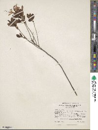 Rhododendron atlanticum image