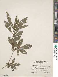 Rhododendron cumberlandense image