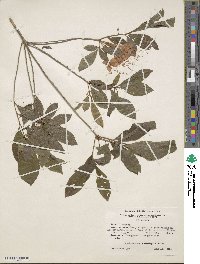 Rhododendron cumberlandense image