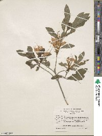 Rhododendron cumberlandense image