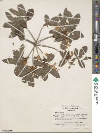 Rhododendron cumberlandense image