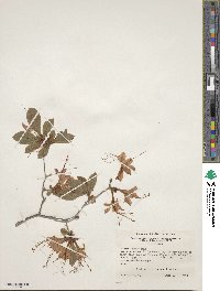 Rhododendron cumberlandense image