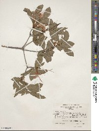 Rhododendron cumberlandense image