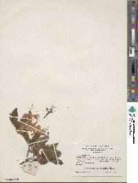 Rhododendron cumberlandense image