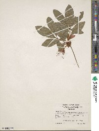 Rhododendron cumberlandense image