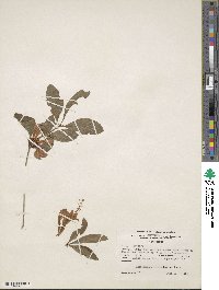 Rhododendron cumberlandense image