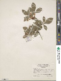 Rhododendron cumberlandense image