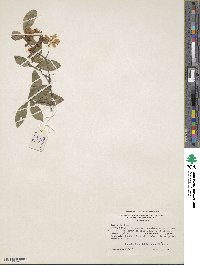 Rhododendron cumberlandense image