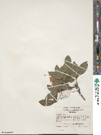 Rhododendron cumberlandense image