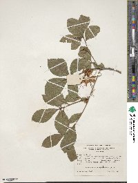 Rhododendron cumberlandense image