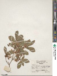 Rhododendron cumberlandense image