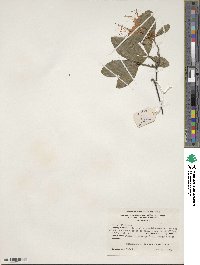 Rhododendron cumberlandense image