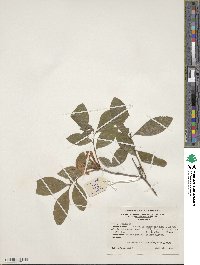 Rhododendron cumberlandense image