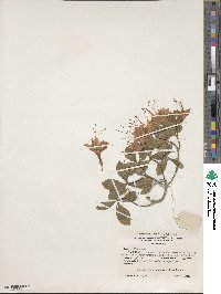 Rhododendron cumberlandense image