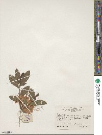 Rhododendron cumberlandense image