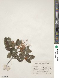 Rhododendron cumberlandense image