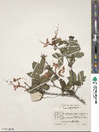 Rhododendron cumberlandense image
