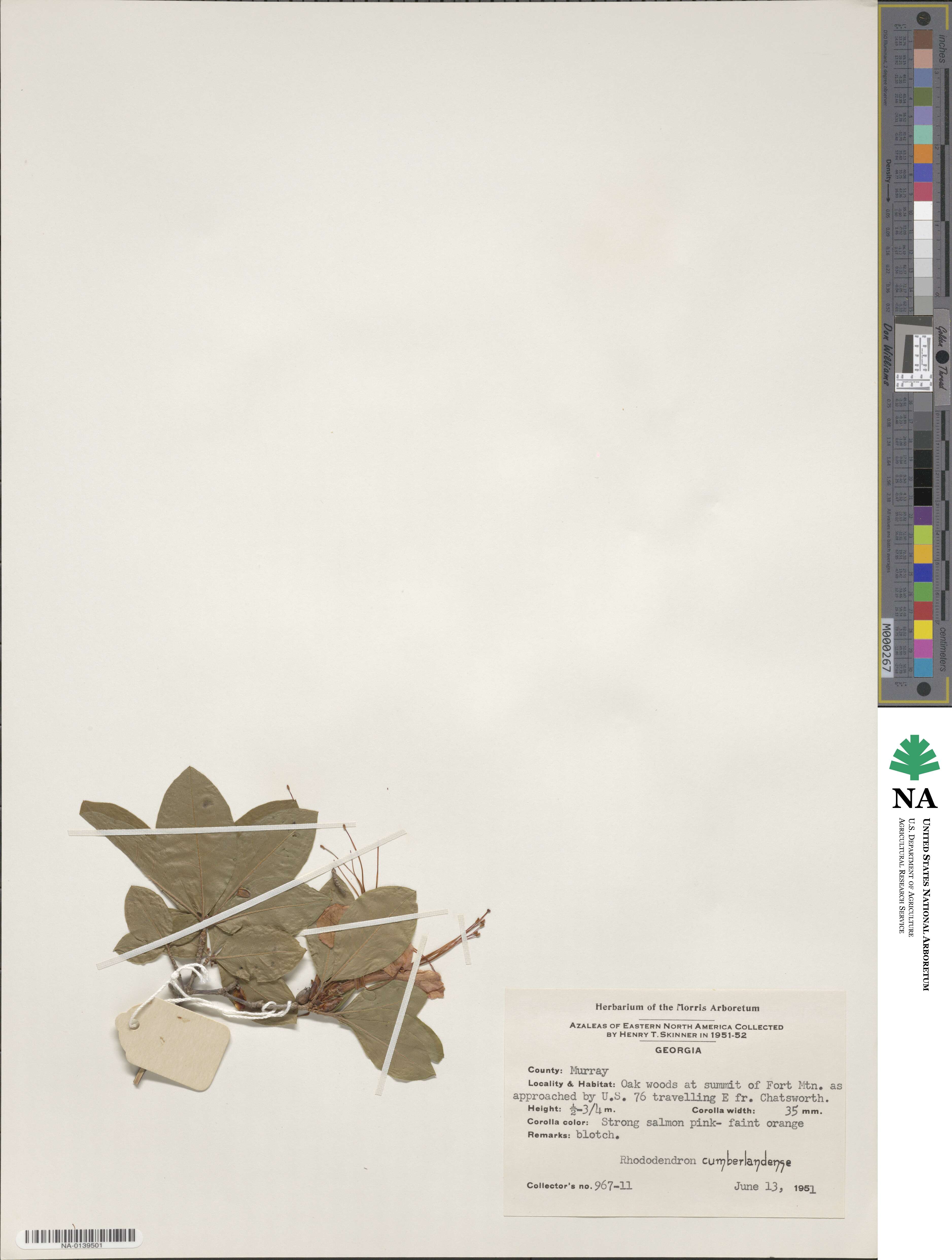 Rhododendron cumberlandense image