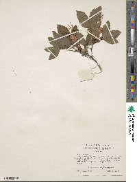 Rhododendron cumberlandense image