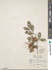 Rhododendron cumberlandense image