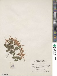 Rhododendron cumberlandense image