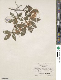 Rhododendron cumberlandense image