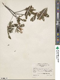 Rhododendron cumberlandense image