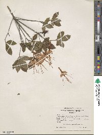 Rhododendron cumberlandense image