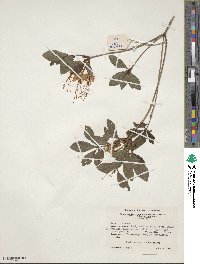 Rhododendron cumberlandense image