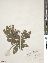 Rhododendron cumberlandense image