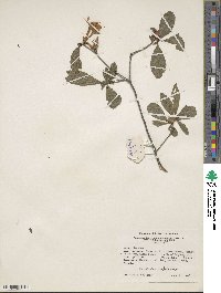 Rhododendron cumberlandense image