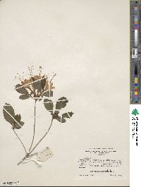 Rhododendron cumberlandense image