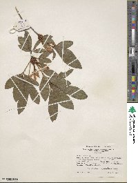 Rhododendron cumberlandense image
