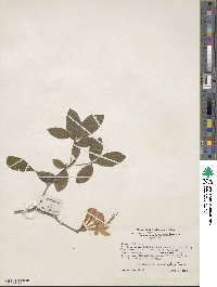 Rhododendron cumberlandense image