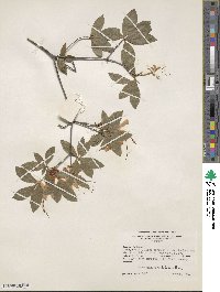 Rhododendron cumberlandense image