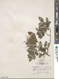 Rhododendron cumberlandense image