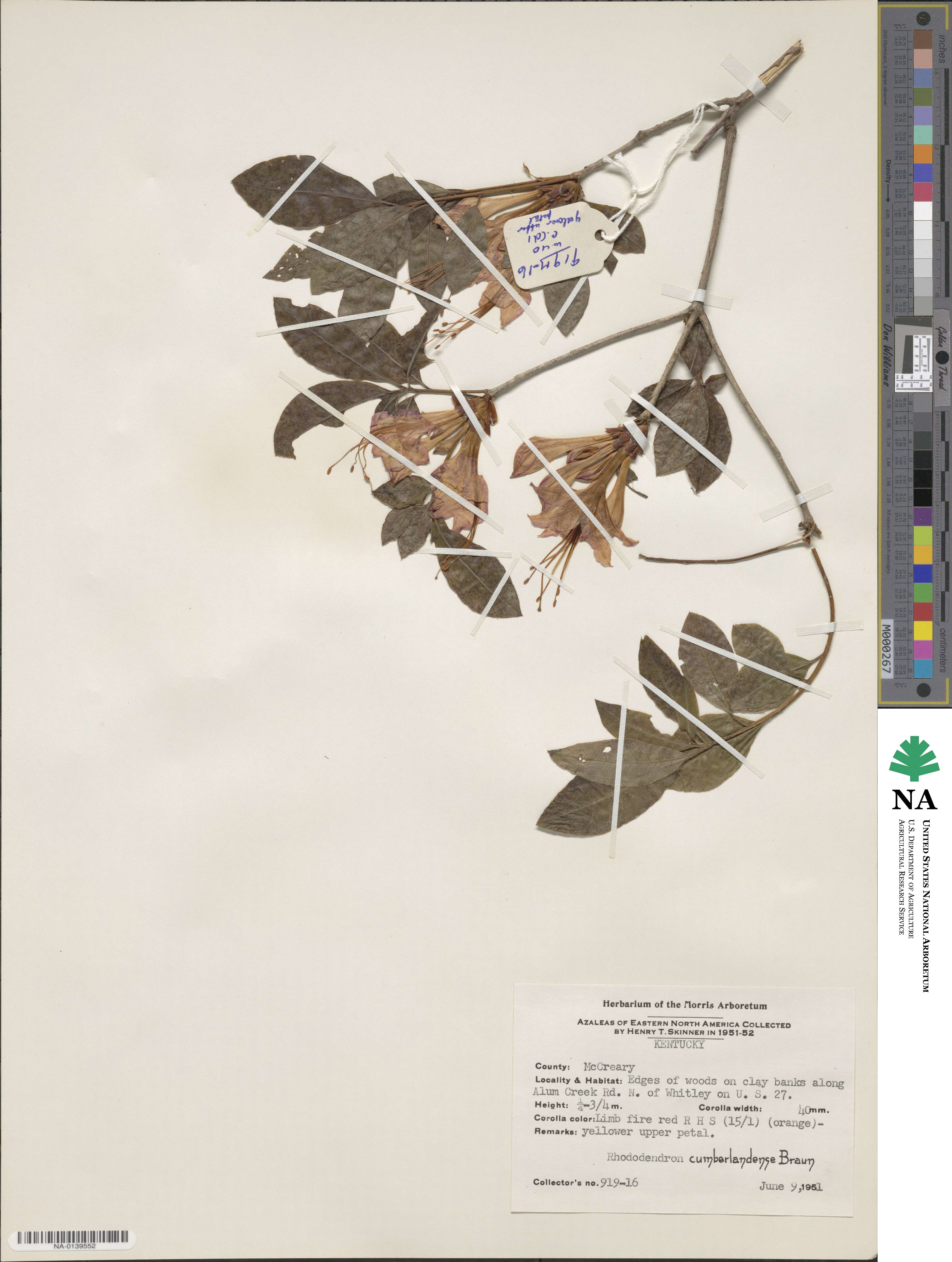 Rhododendron cumberlandense image