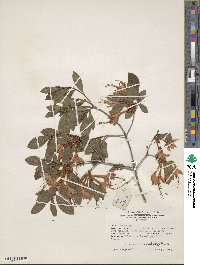 Rhododendron cumberlandense image