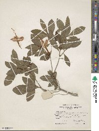 Rhododendron cumberlandense image