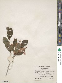 Rhododendron cumberlandense image