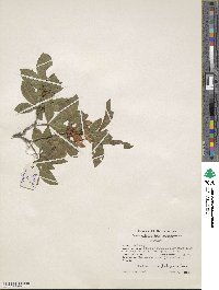 Rhododendron cumberlandense image
